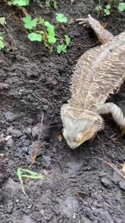 My buddy helping me out in the garden