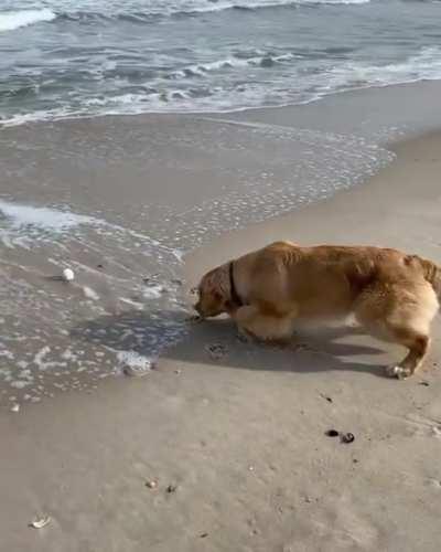 Oh yeah let me just watch my dog try to get his ball even though there is a risk of the waves pulling it into the sea