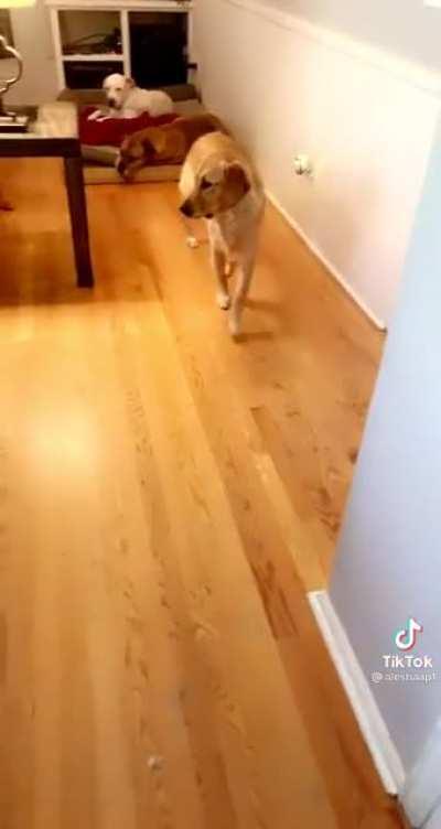 New kind of pez dispenser