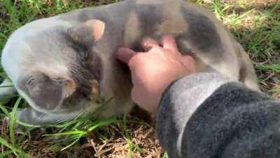 Scritches get stitches.