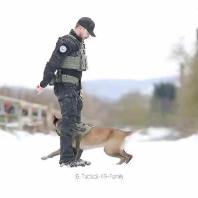 The intelligence of this dog is incredible