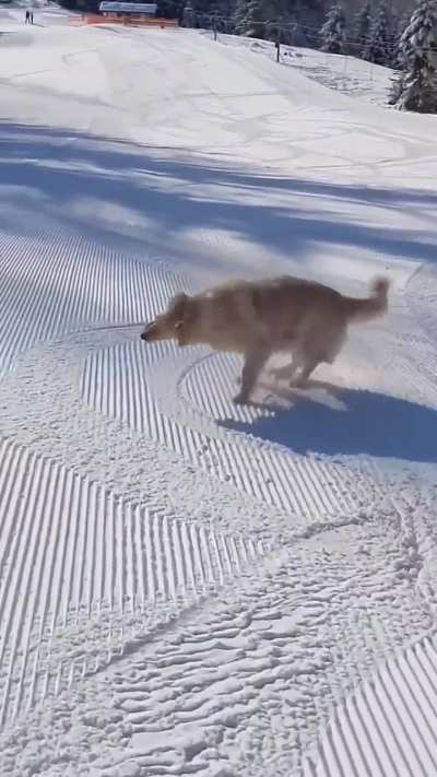 Wish we were as innocent and cute as dogs😢😢😍😍