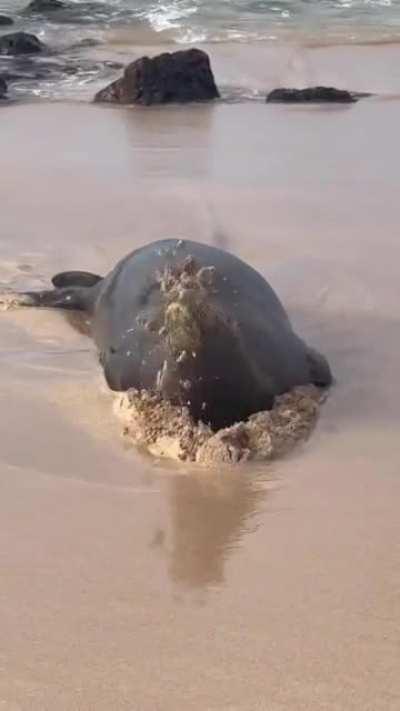 I feel you Seal, I feel you