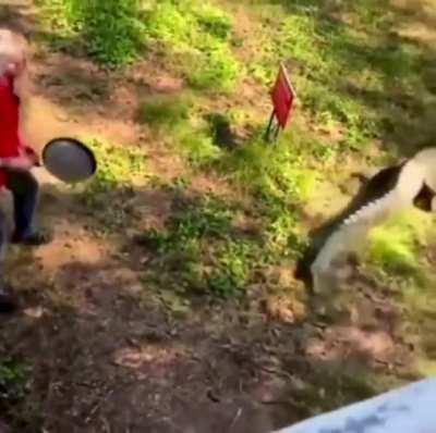 Man with a Pan Vs Alligator