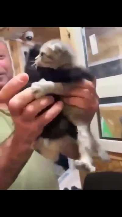 A guy wanted to adopt a cat, but he wouldn't leave his brother's side, so he had to adopt both of them