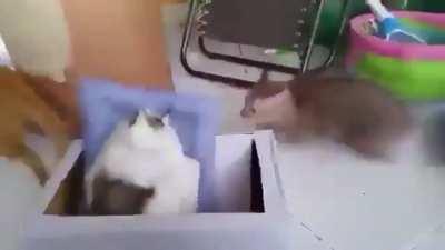 The last cat to leave the shot