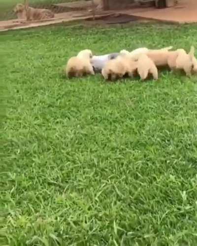 Released footage shows the infamous puppy gang jubilant as they claim their latest victim.