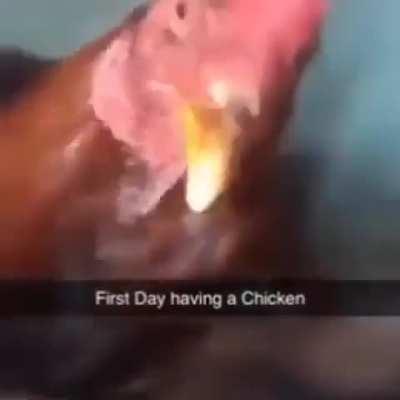 chicken