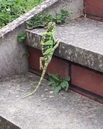 Billy Jean wasn’t this iguanas lover
