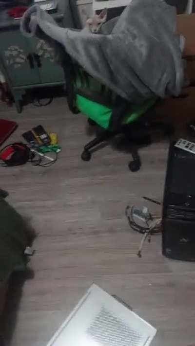 Video of my bingus freya on her throne