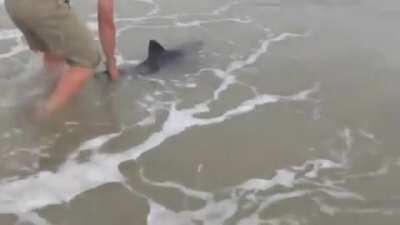 Grow Big and Strong, Little Guy