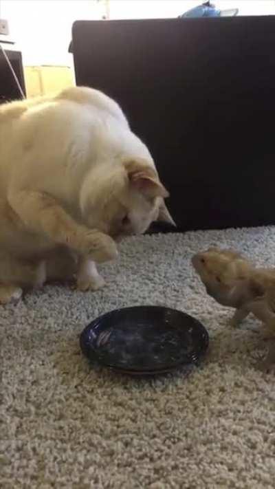 Lunch with your friend