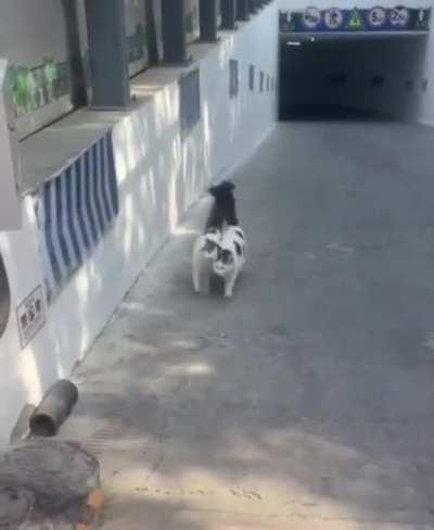 BFF kittehs taking a stroll.