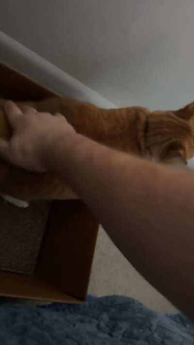 Supply always demands to be spanked after she eats