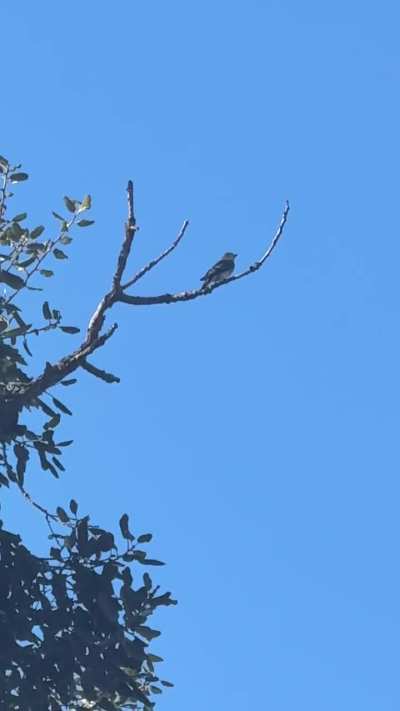 What flycatcher is this in Los Angeles?