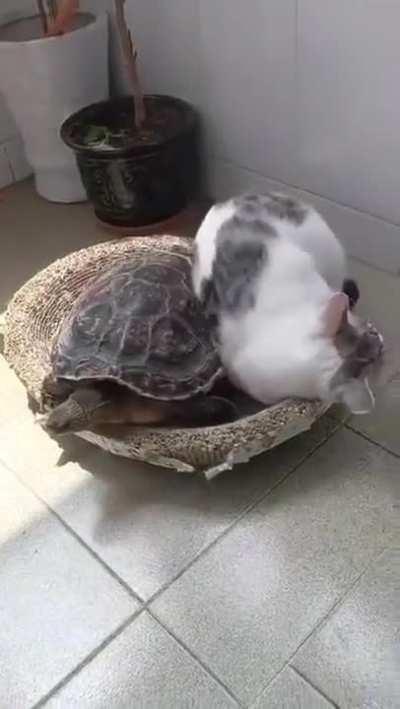 э? э?! э! чо за нах?!