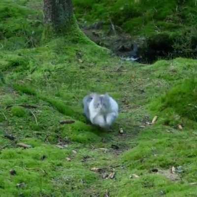 Beautiful Norwegian forest cat