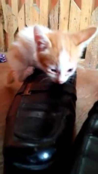 This belongs here for sure