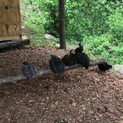 Chickens enjoying their swing