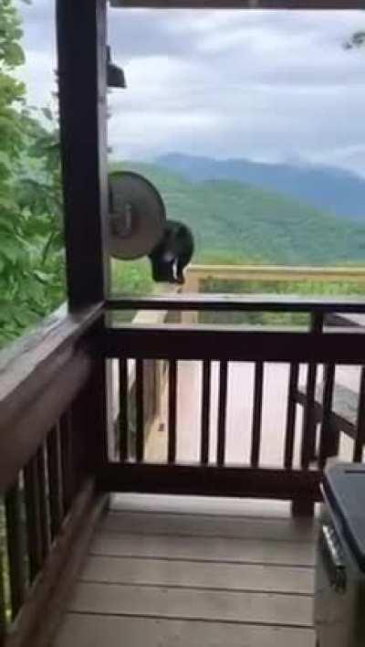 Вспугнул медведя - домушника