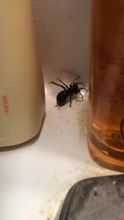 CAM SOMEONE PLEASE EXPLAIN THIS BEHAVIOR!