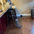 Kitty’s been foiled!