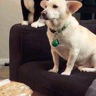 Cat trying to decide whether or not to bap the dog