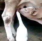 TIL: geese like milk.