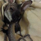 This is Romeo. Wallaby or Kangaroo joeys will often suck on their own tails for comfort