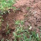 A very fluffy little scorpion. (Not my video)