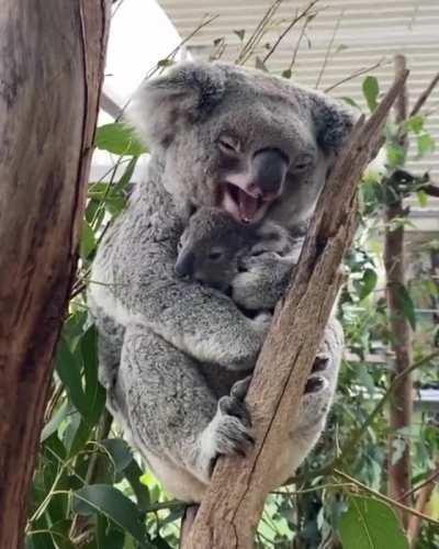 Koala Kuddle