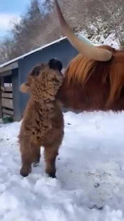 mummy and baby happy cow