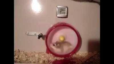 Server hamsters the second the update hit