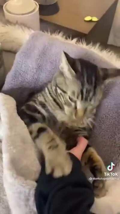 Wtf, deixa ele, ele ta gostando