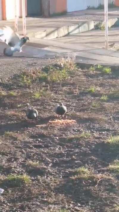 Palomas comiendo un alto guiso