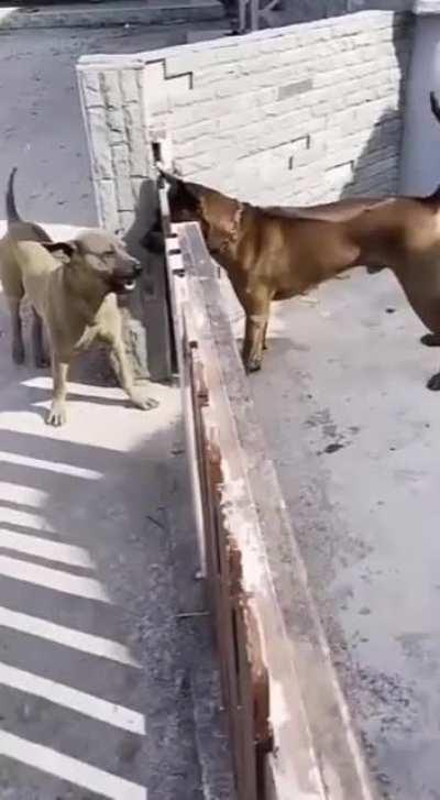 Barrier aggression at its best