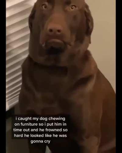 Doggo not happy about time out