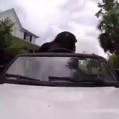 agr eu entendi pq tava vendo carro na live, vai criar conteúdo