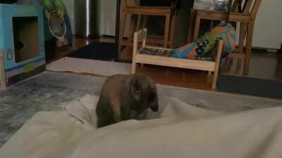 Mornings with Peanut 💛