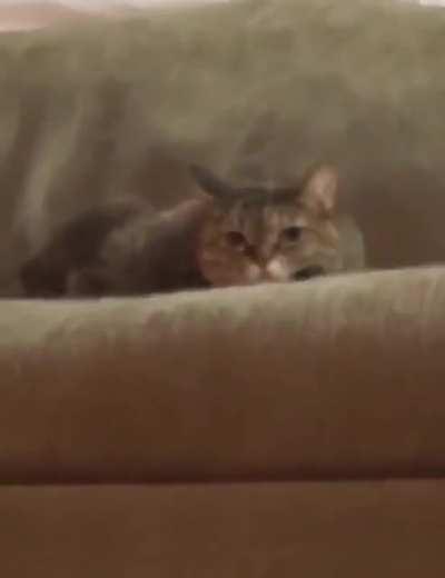 Why is it always the cat ones that are the best