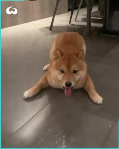 Happy Sunday SHIBArmy! Keep HODLING!