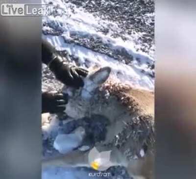 Frozen deer face in Kazakhstan