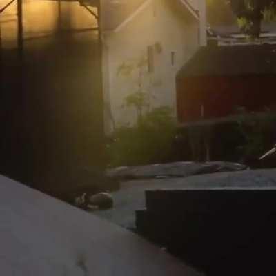 Should've bent the knees