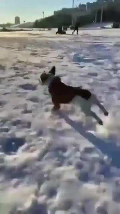 EvIl PeRsOn tRiEs To rUn OvEr InNoCeNt AnImAl, BaRlEy eScApEs WiTh tHeIr LiFe