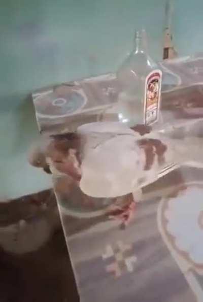 blursed_Drunk Pigeon