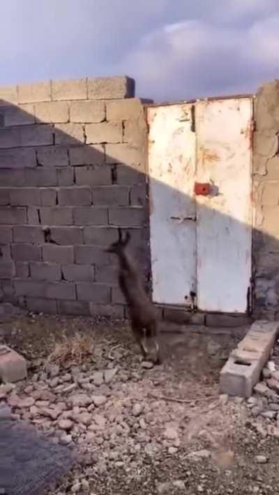 Hippity hoppity, wallrunning is my property