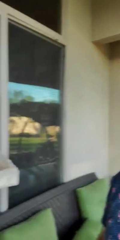 Feral cat from a farm give an aggressive high five!