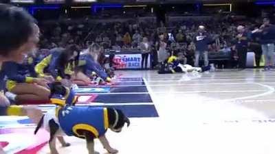 The Indiana Pacers held a puppy race at halftime. It was part of an initiative with the Humane Society to highlight puppies that are going to be up for adoption soon.