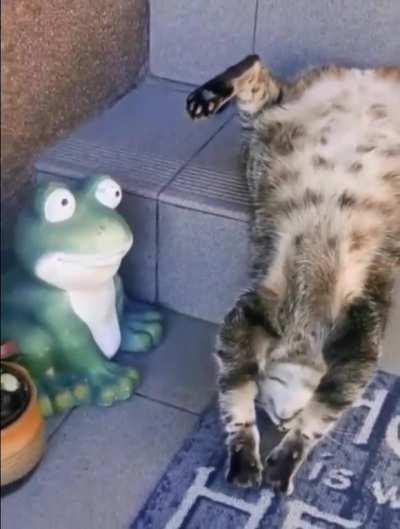 It is very curious how this chubby cat sleeps