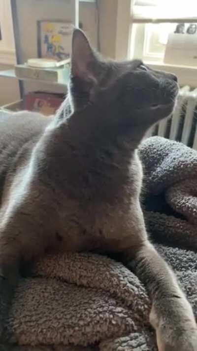 The purr motor powers the trill